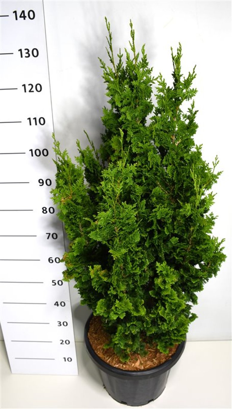 Thuja occ. 'Zmatlik' - C25 100-125 CM